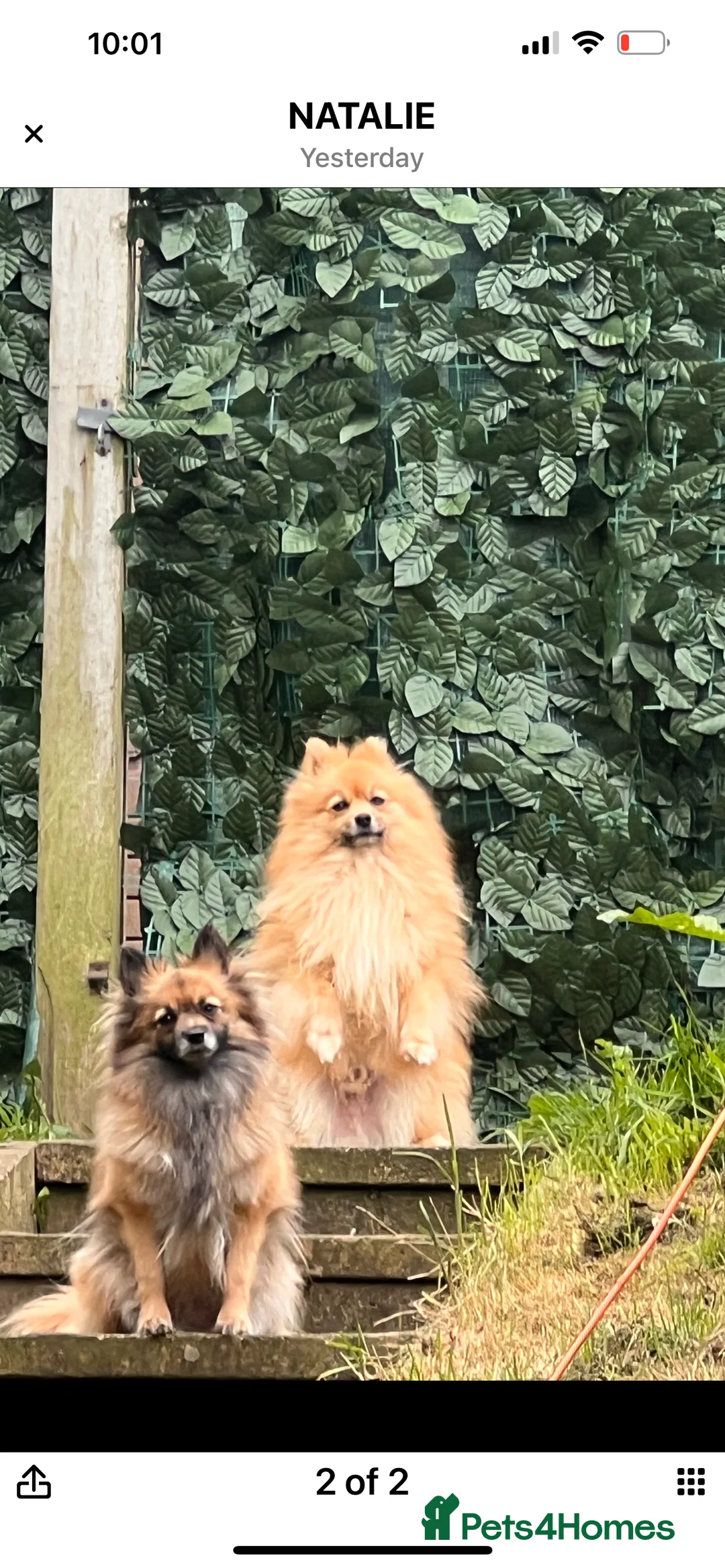 Pomeranian dogs for sale: Pomeranian Puppies - Advert 12