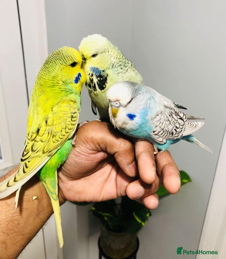 Budgerigars birds beautiful  birds ready to leave for new home - Advert 2