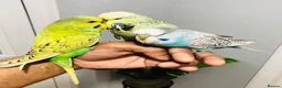 Budgerigars birds for sale: beautiful  birds ready to leave for new home in Birmingham - Advert 1