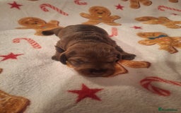 Dachshund dogs for sale: Wirehaired Dachshund - Image 6