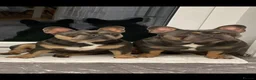 French Bulldog dogs for sale: 2 french bulldogs brother and sister  in Romford - Advert 1