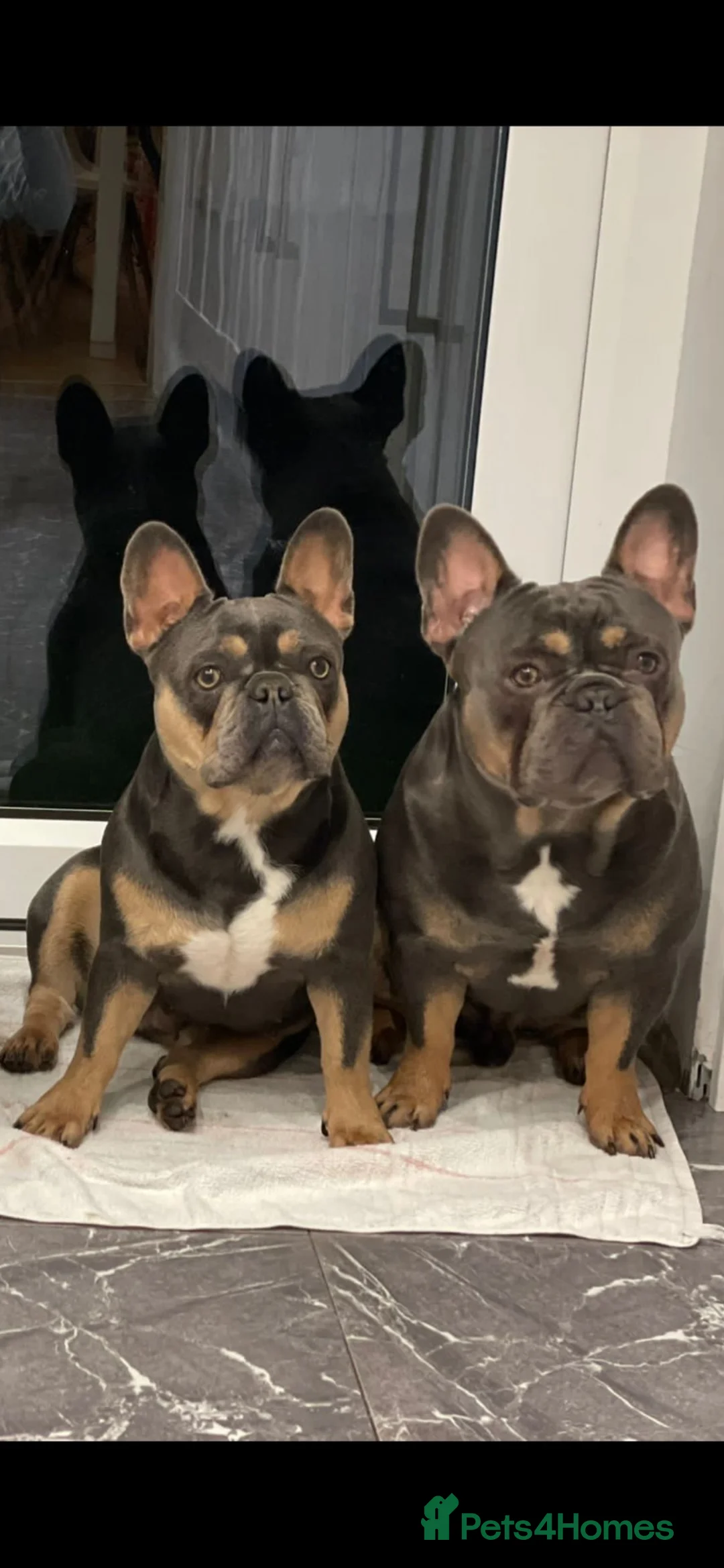 French Bulldog dogs for sale: 2 french bulldogs brother and sister  in Romford - Advert 1
