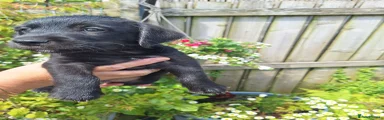 Mixed Breed 1