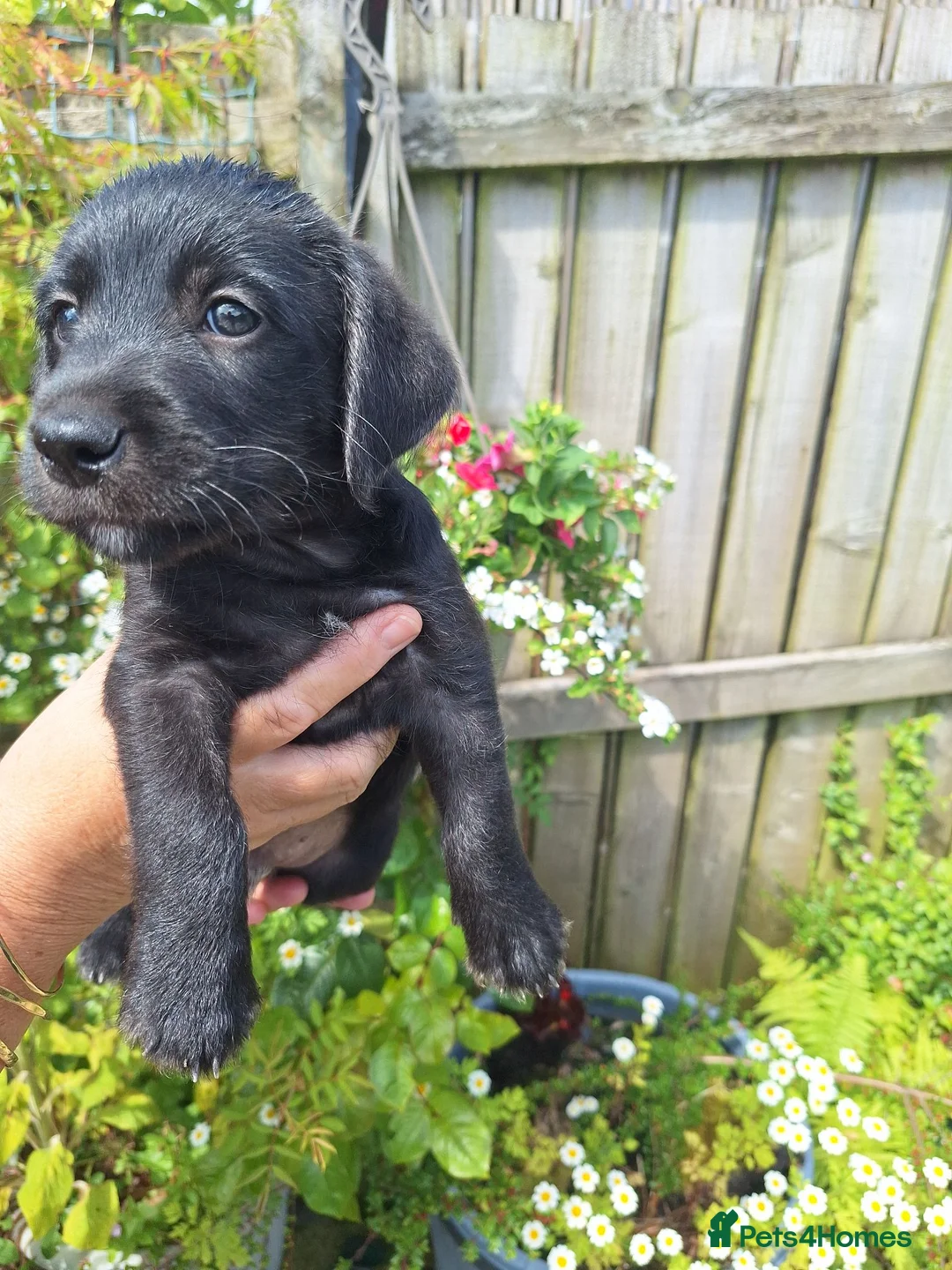 Mixed Breed dogs for sale: Beddy/jacks  in Girvan - Advert 1