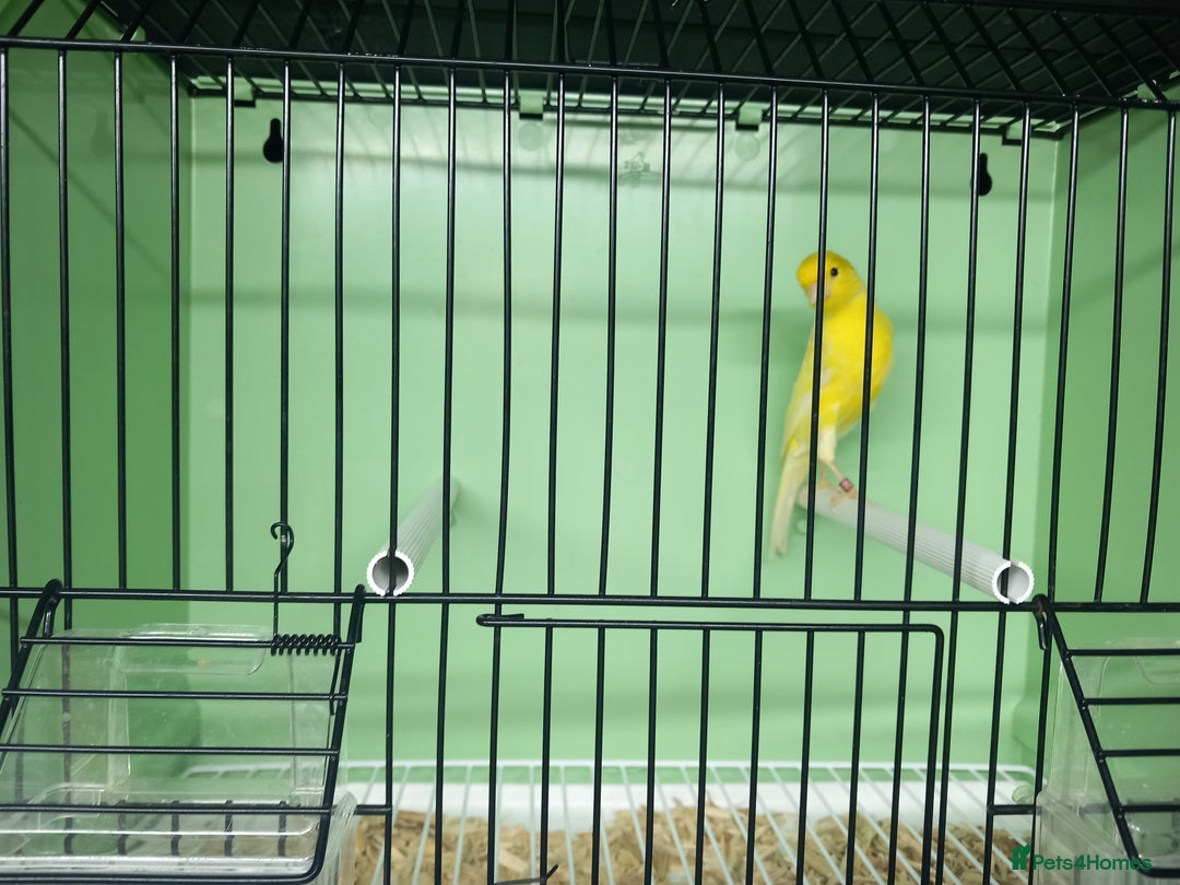 Canaries birds for sale: Canaries  - Image 31