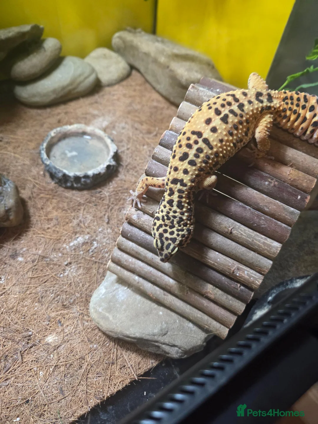 Gecko reptiles for sale: 1 year old Gecko and the complete enclosure set up in Londonderry - Advert 2