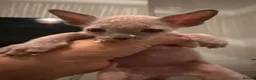 Sphynx cats for sale: Stunning sphinx kittens  - Advert 30