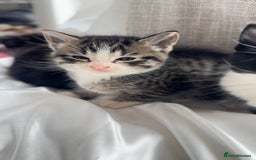 Mixed Breed cats for sale: Adorable 6 week Kittens Looking for Loving Homes! - Image 9