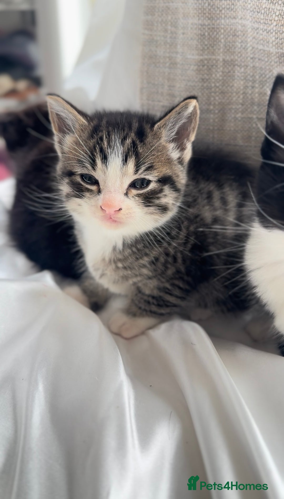 Mixed Breed cats for sale: Adorable 6 week Kittens Looking for Loving Homes! - Image 9