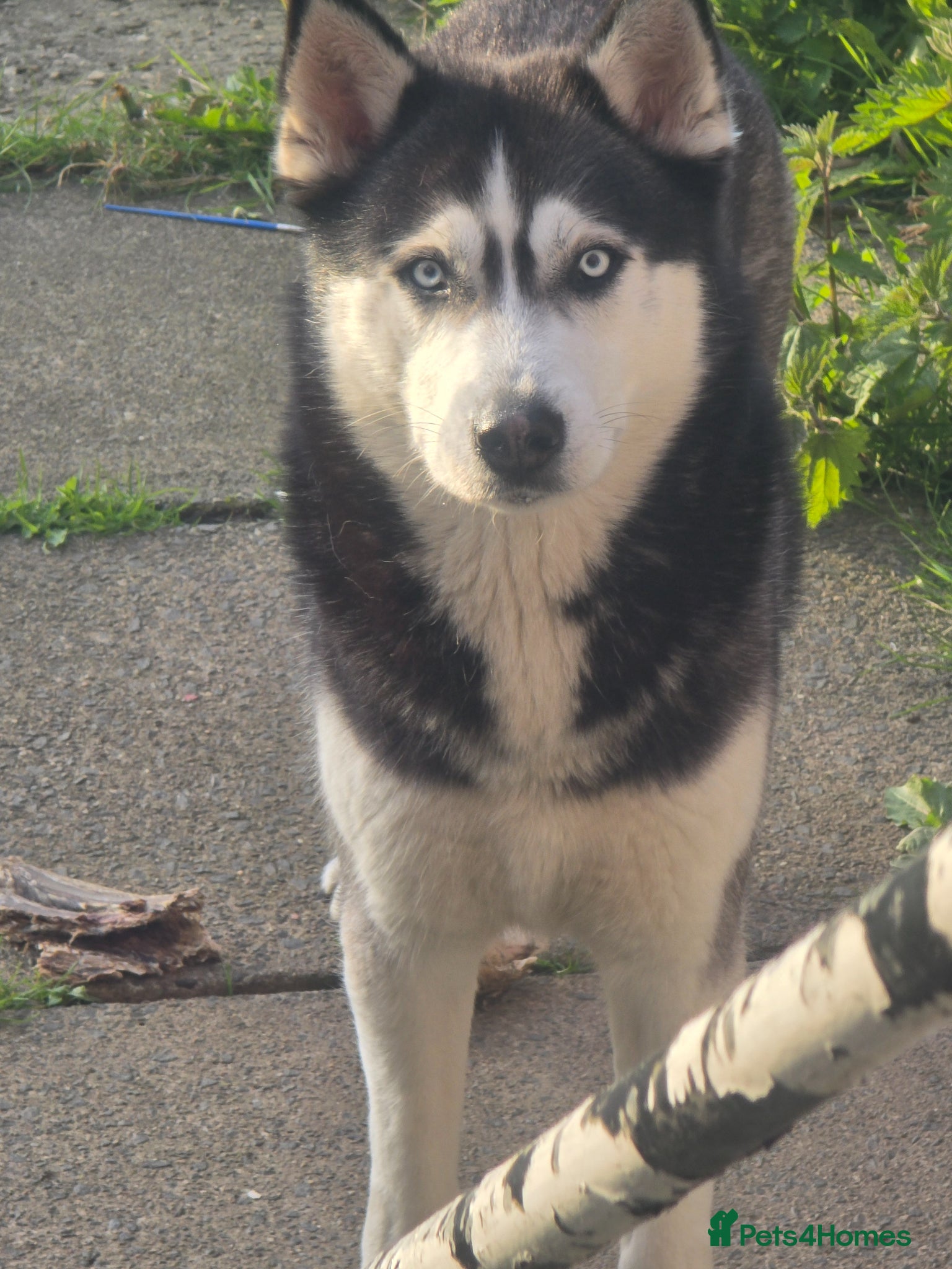 Siberian Husky dogs Husky - Advert 1