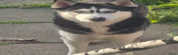 Siberian Husky dogs for stud: Husky in Sunderland - Advert 1