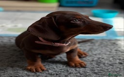 Miniature Dachshund dogs for sale: Female miniature dachshund  - Image 4
