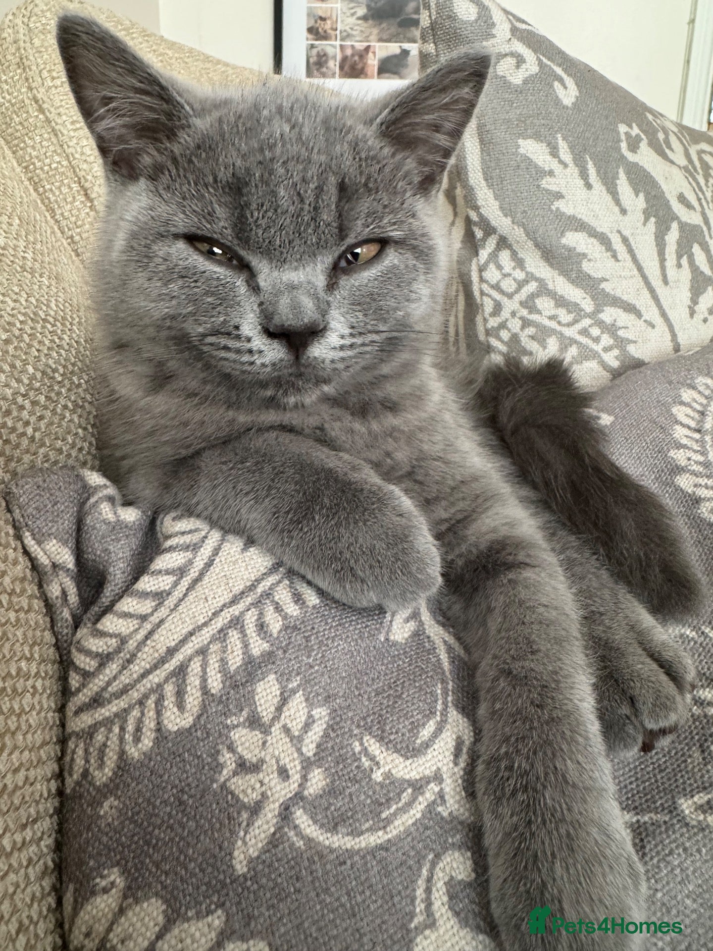 British Shorthair cats *READY NOW* Beautiful BSH Blue Boy – GCCF Reg - Advert 1