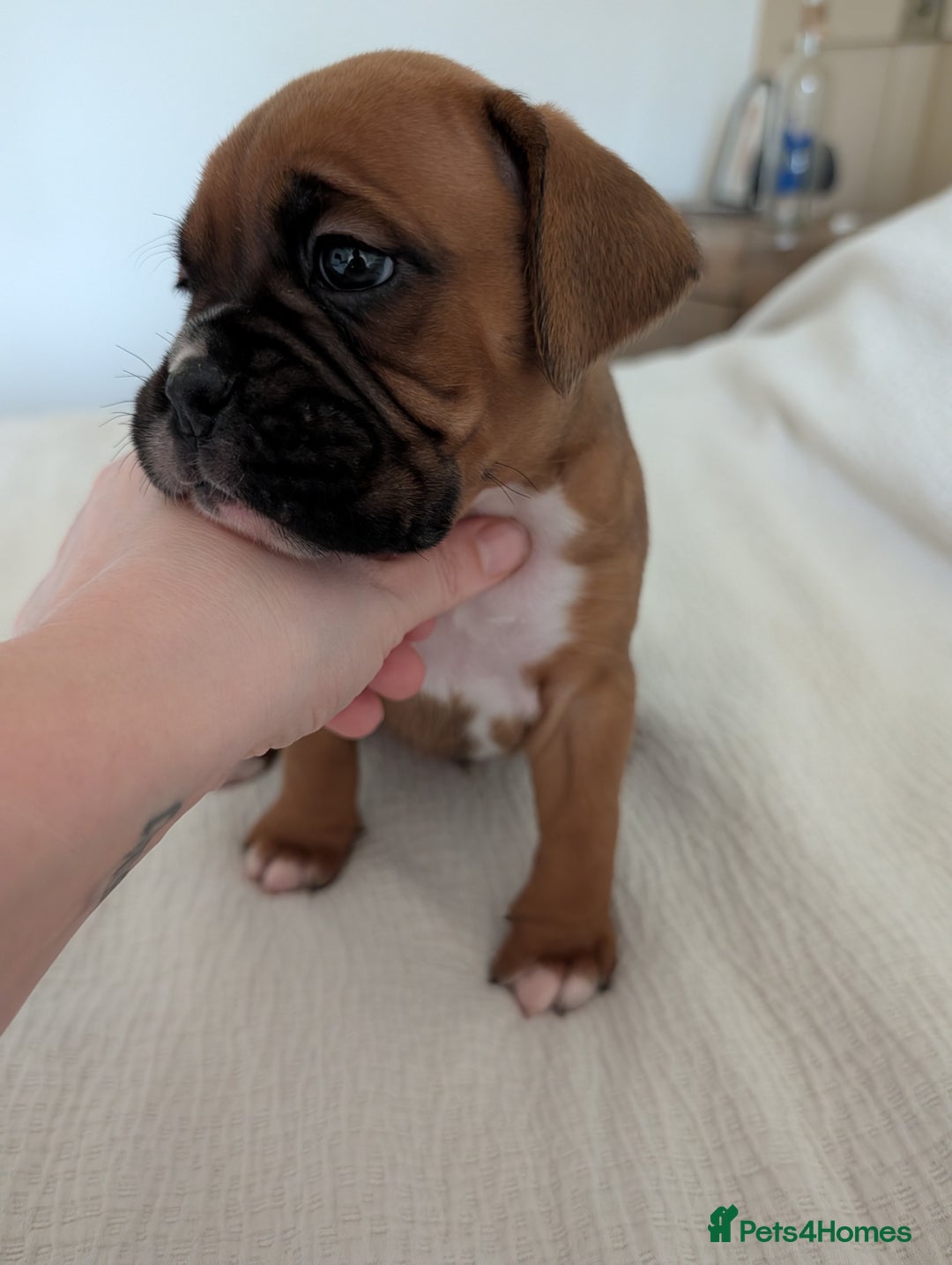 Boxer dogs for sale: Beautiful black mask bobtail/tailed boxer puppies  - Advert 11