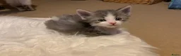 Maine Coon cats for sale: Maine Coon x Persian/Ragdoll Mix - Advert 8