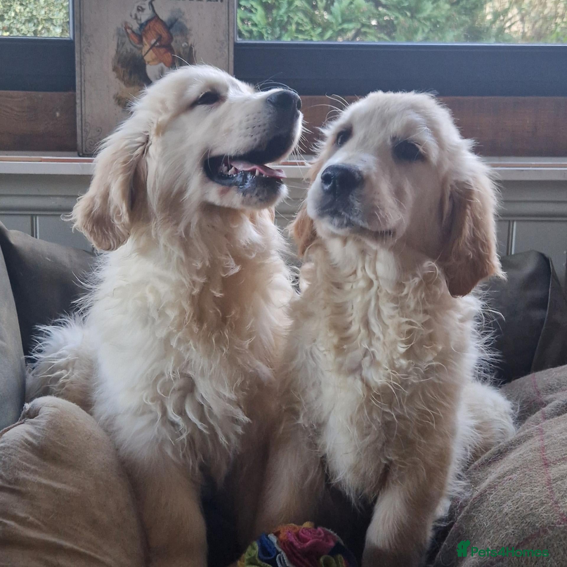 Golden Retriever dogs for sale: Stunning Golden Retrievers - Advert 18