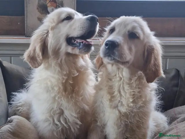 Golden Retriever dogs for sale: Stunning Golden Retrievers - Advert 18