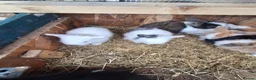Lionhead rabbits for sale: Lionhead Baby Rabbits 🐰 - Advert 6