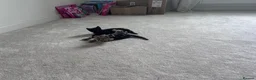 Domestic Shorthair cats for sale: 4 male, 1 female kitten  - Advert 23