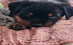 Rottweiler dogs for sale: Pure breed Rottweiler  - Image 32