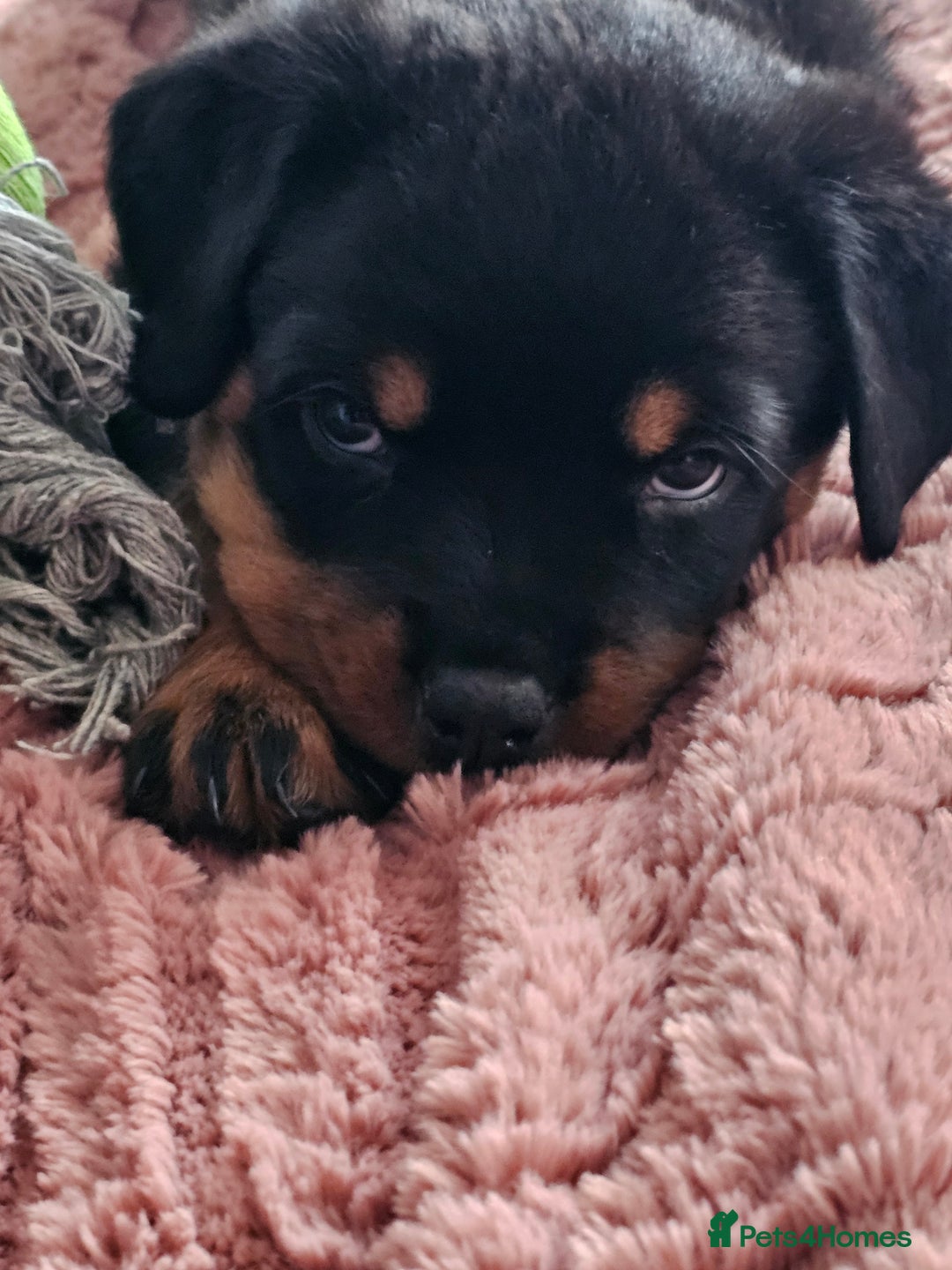Rottweiler dogs for sale: Pure breed Rottweiler  - Image 32