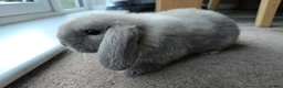 Mini Lop rabbits for sale: Mini lops  - Advert 6