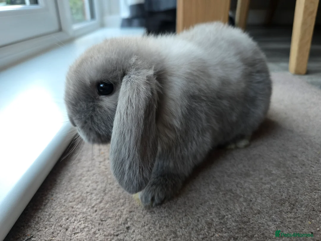 Mini Lop rabbits for sale: Mini lops  - Advert 6