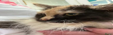 Maine Coon 3