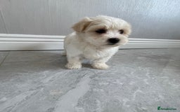 Maltipoo dogs for sale: 🐾 maltipoo puppy’s 🐾 - Image 14