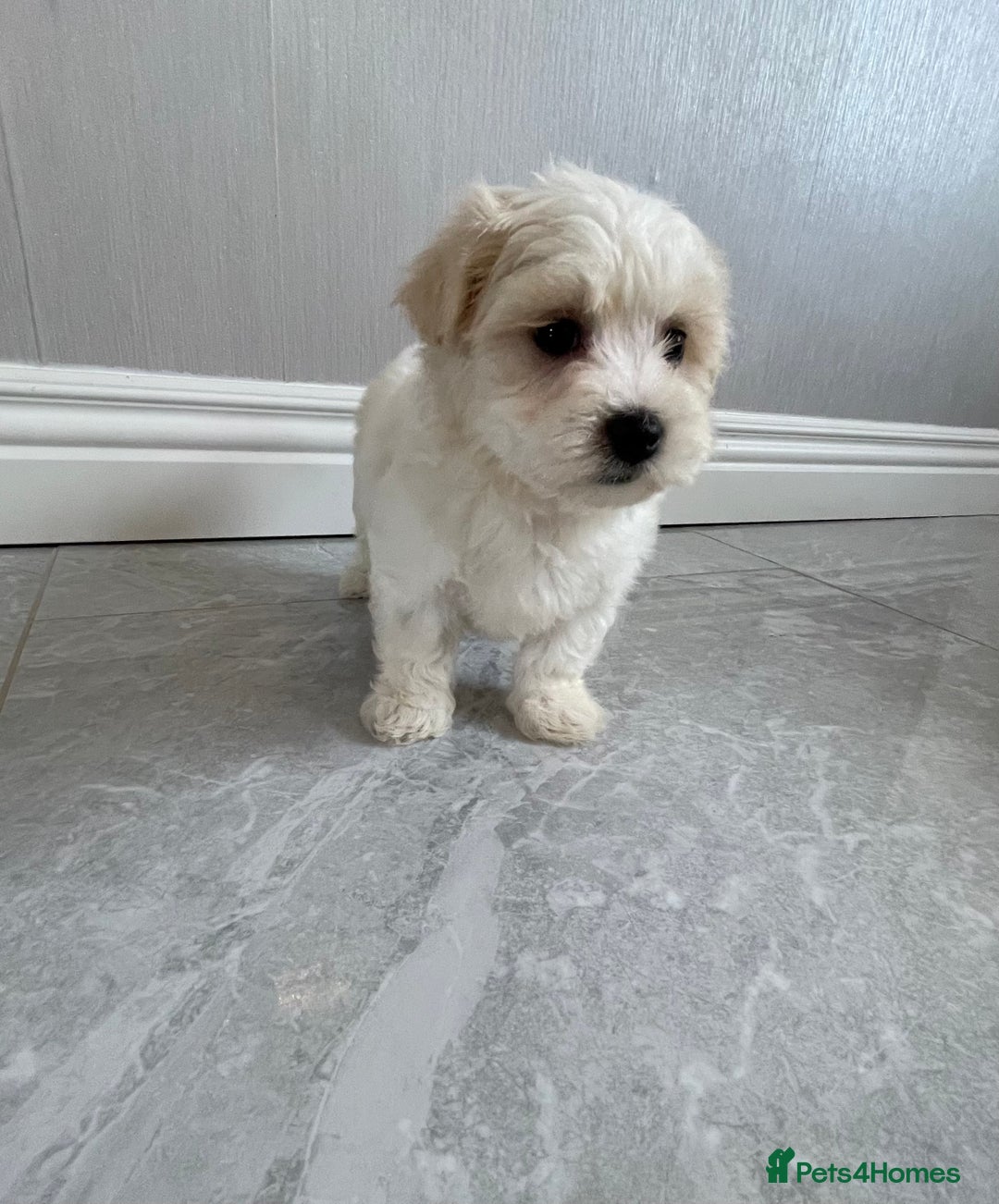 Maltipoo dogs for sale: 🐾 maltipoo puppy’s 🐾 - Image 14