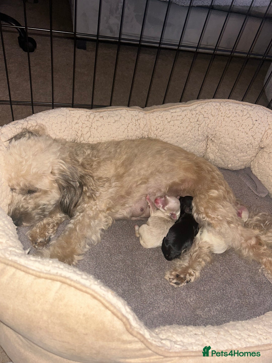 Maltipoo dogs for sale: Beautiful Maltipoo puppies  - Image 5