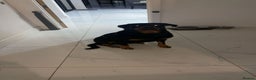 Rottweiler dogs for sale: Beautiful 4 year old Rottweiler  - Advert 13