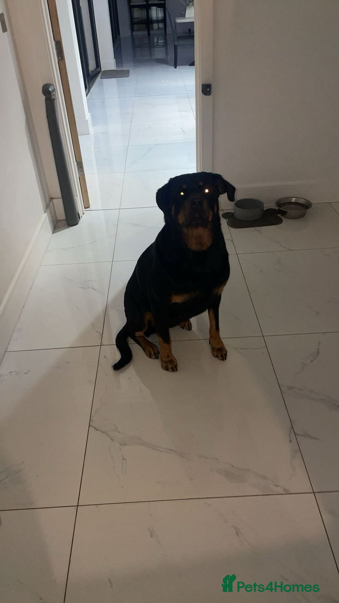 Rottweiler dogs for sale: Beautiful 4 year old Rottweiler  - Advert 13