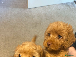 Labradoodle dogs F1b Australian Labradoodles - Advert 6