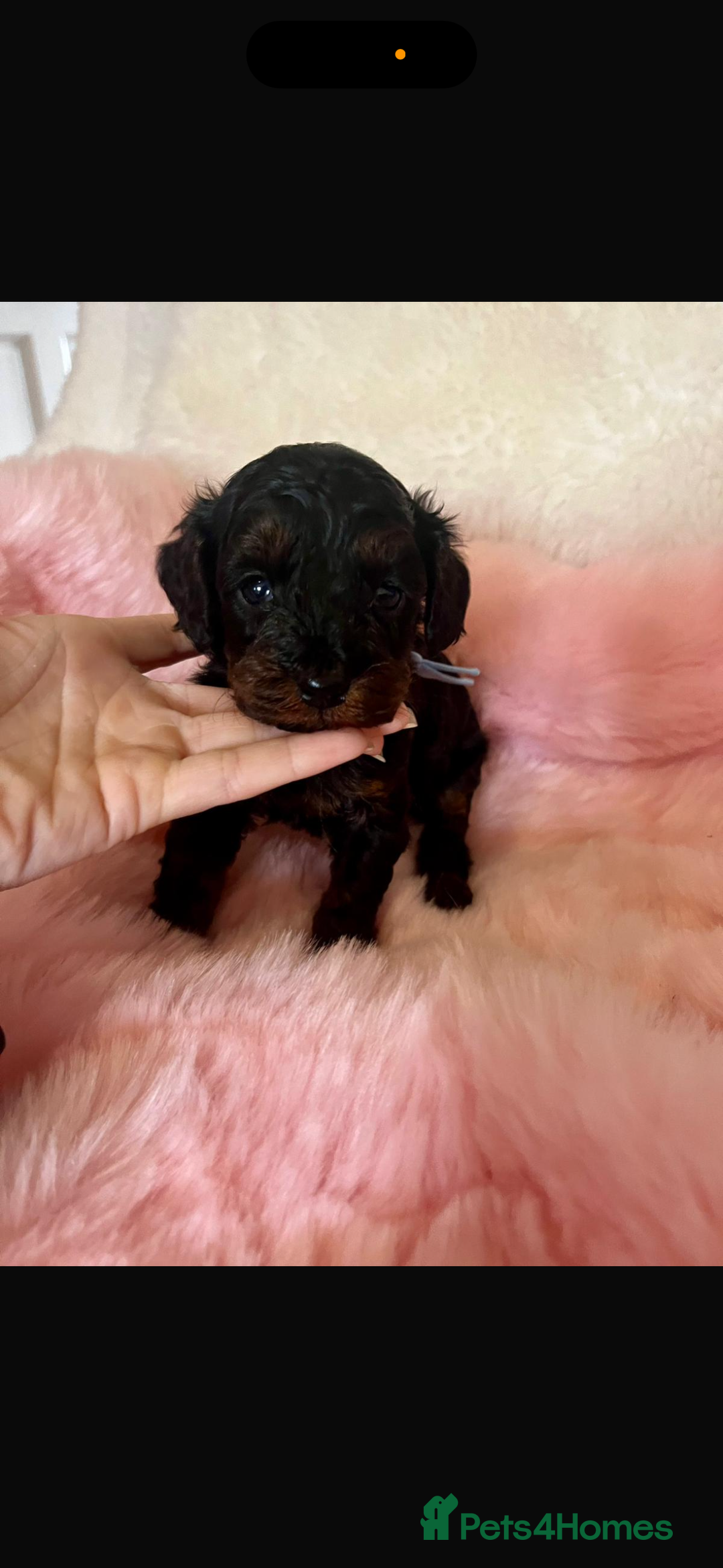 Cavapoo dogs for sale: Top quality F1b toy cavapoos  - Image 14