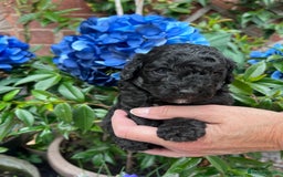 Toy Poodle dogs for sale: KC Tiny Perfect phantom poodles+colours - Image 4