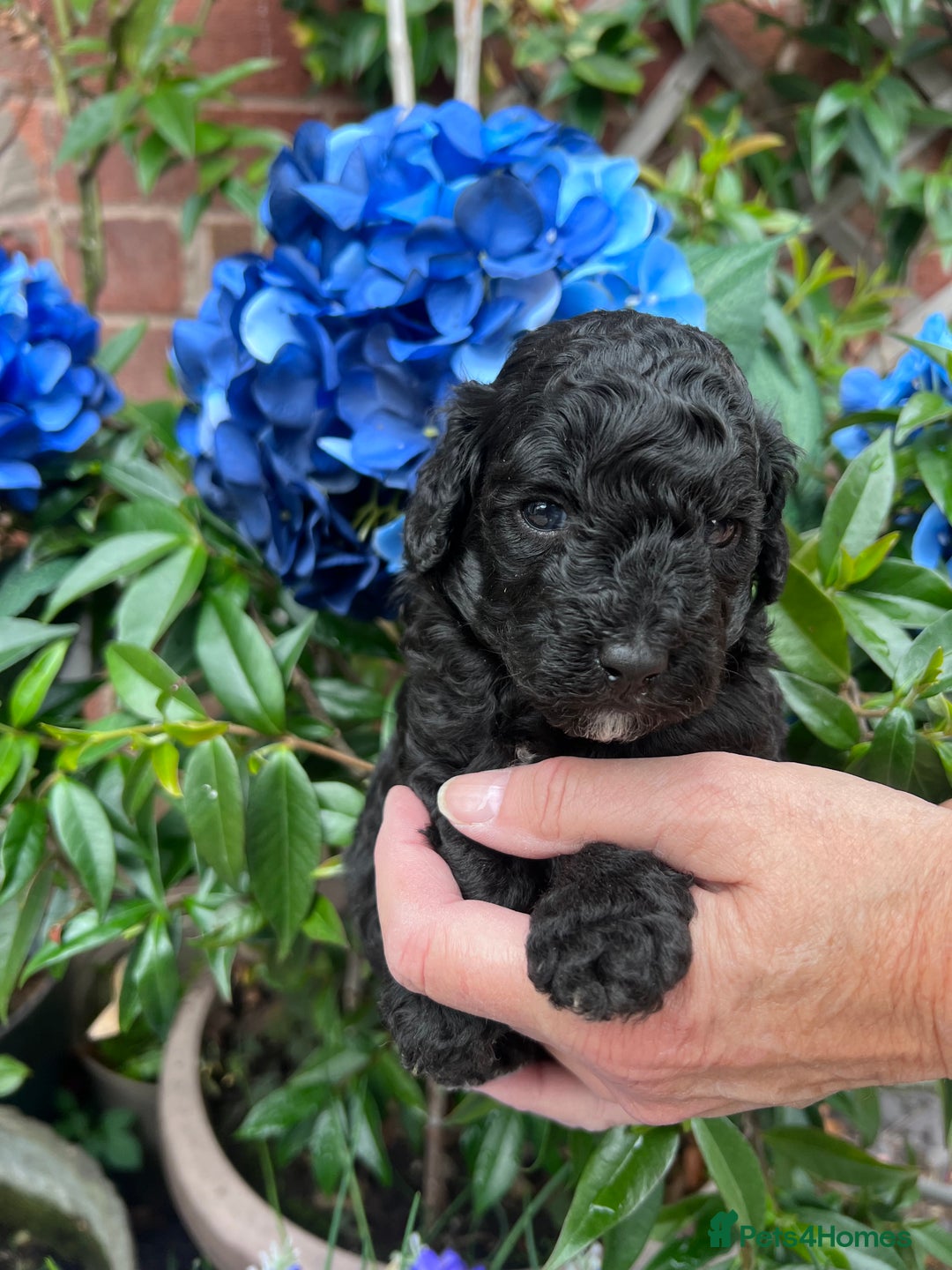 Toy Poodle dogs for sale: KC Tiny Perfect phantom poodles+colours - Image 4