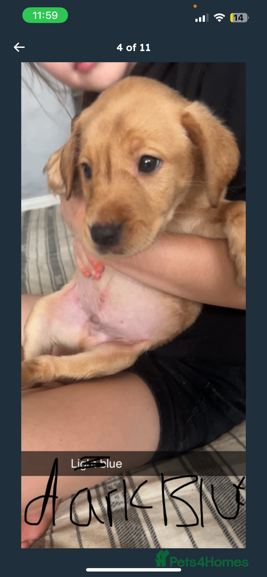 Labrador Retriever dogs for sale: Labrador Pups - Image 11