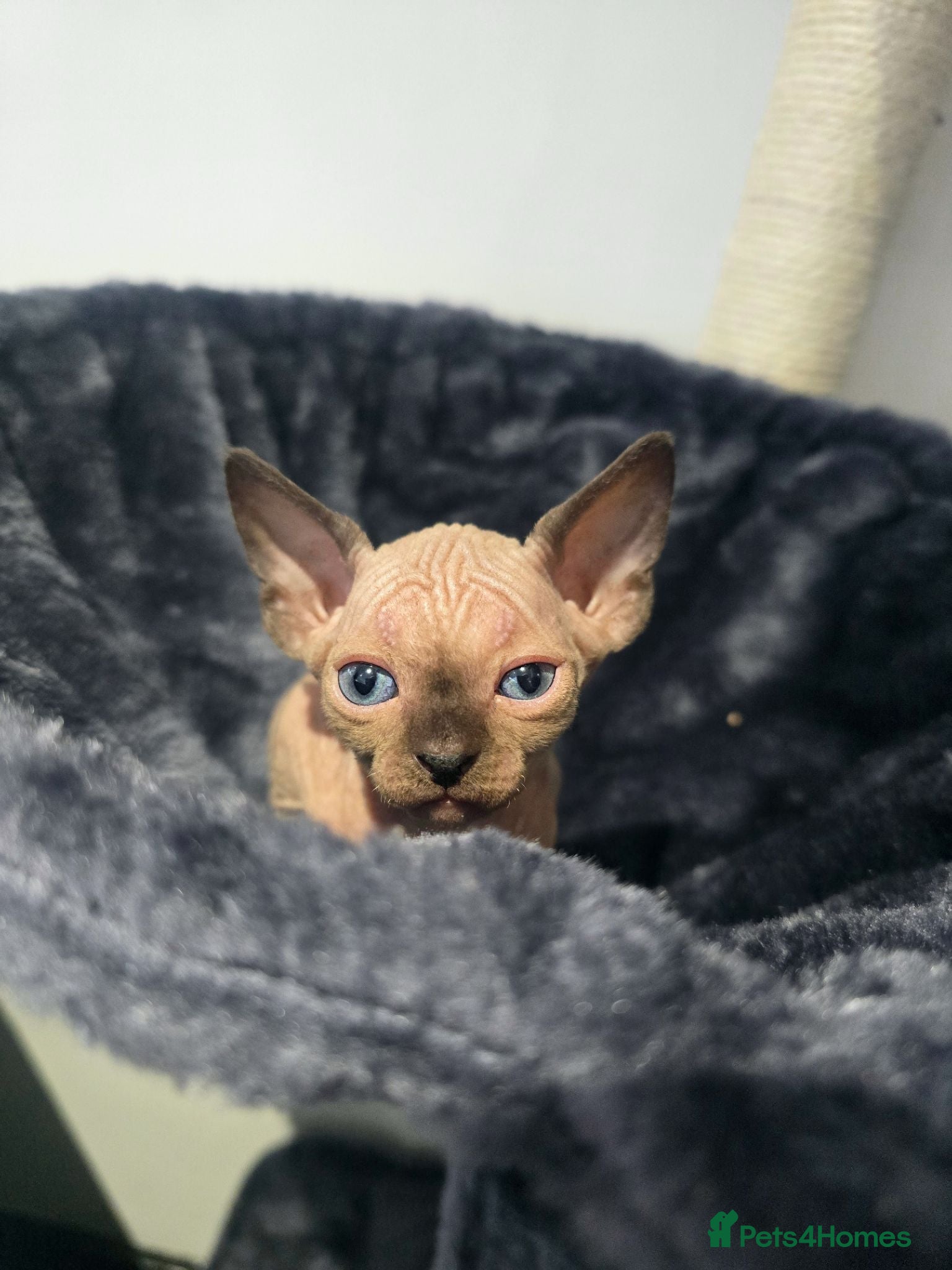 Sphynx cats SPHYNX 😸 TICA ♥️ TESTED 🩵 SPHYNX KITTENS  - Advert 1