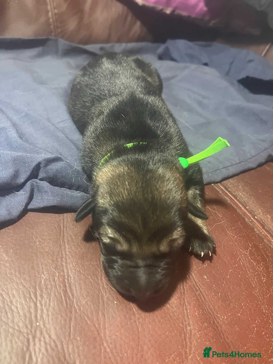 Mixed Breed dogs for sale: Shollies puppies - Advert 4