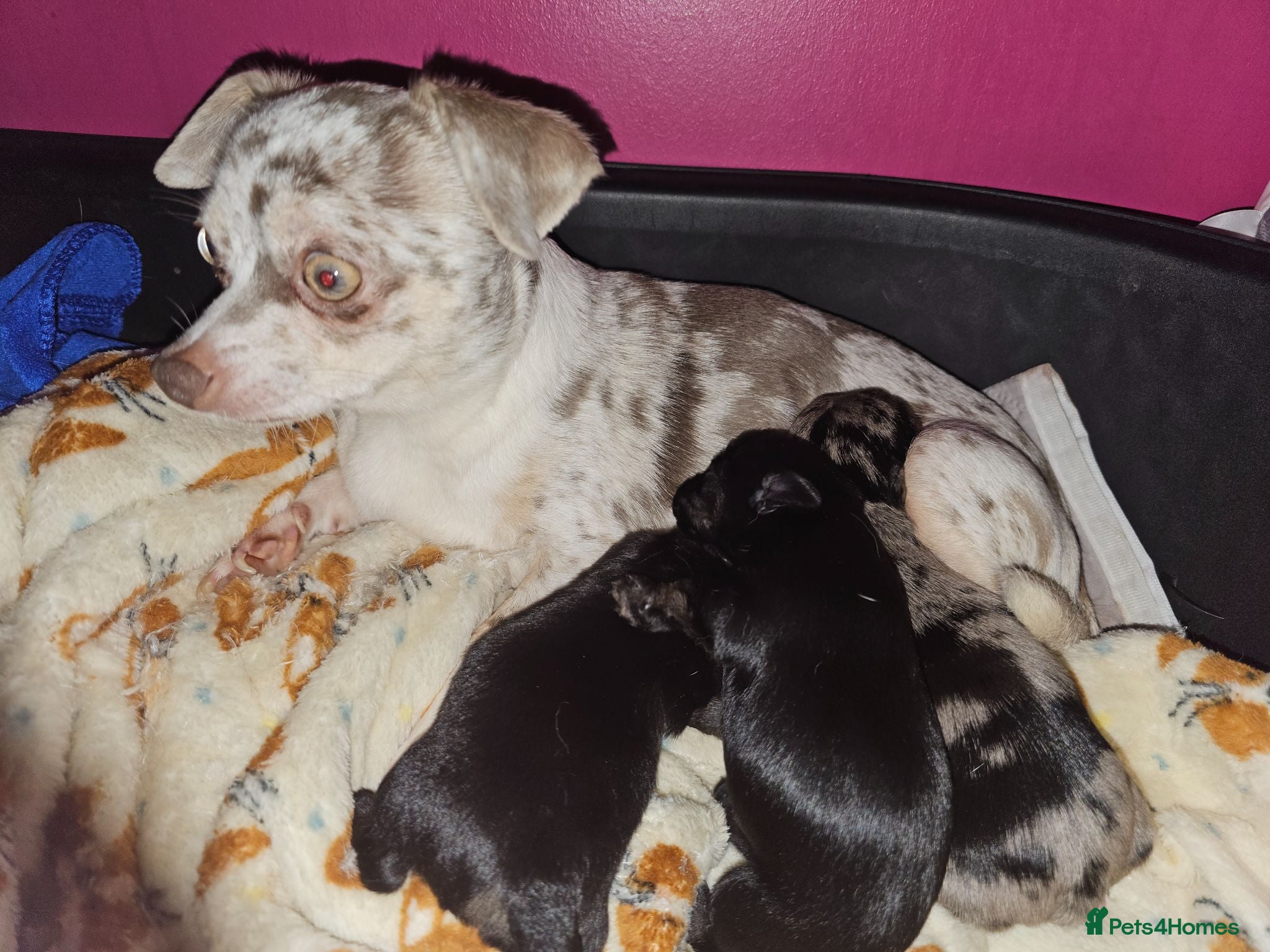 Chorkie dogs One gorgeous boy left  - Advert 6