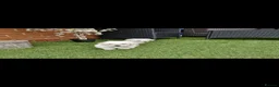 Maltese dogs for sale: Maltese puppies - Advert 6