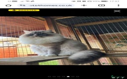 Siberian cats for sale: Registered Neva Masquerade Siberian kittens  - Image 6