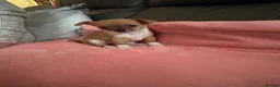 Chihuahua dogs for sale: 3 Female Chihuahua Puppies for Sale in Burnley - Advert 3