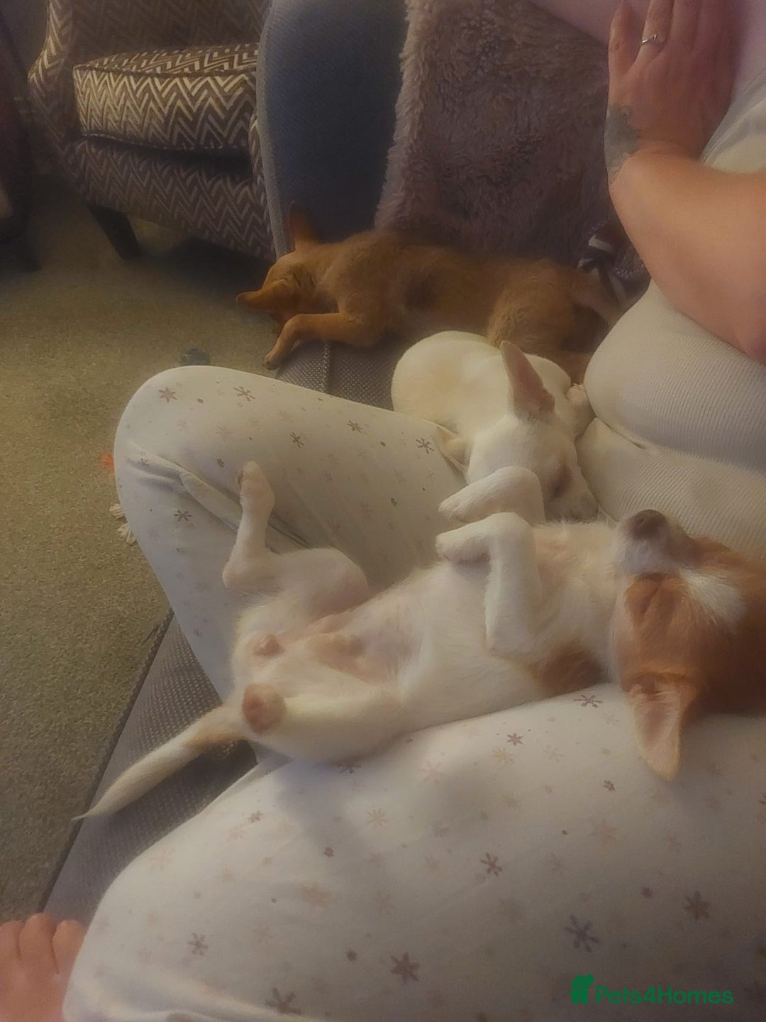 Chihuahua dogs for adoption: ❤️🐶 TOFFEE & COOKIE 🐶❤️ - Image 10