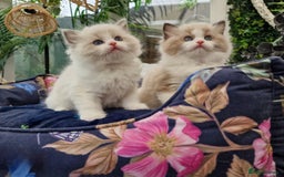 Ragdoll cats for sale: 🎀✨️Waiting list for lovely TICA🐱is open✨️🎀 in Slough - Image 4
