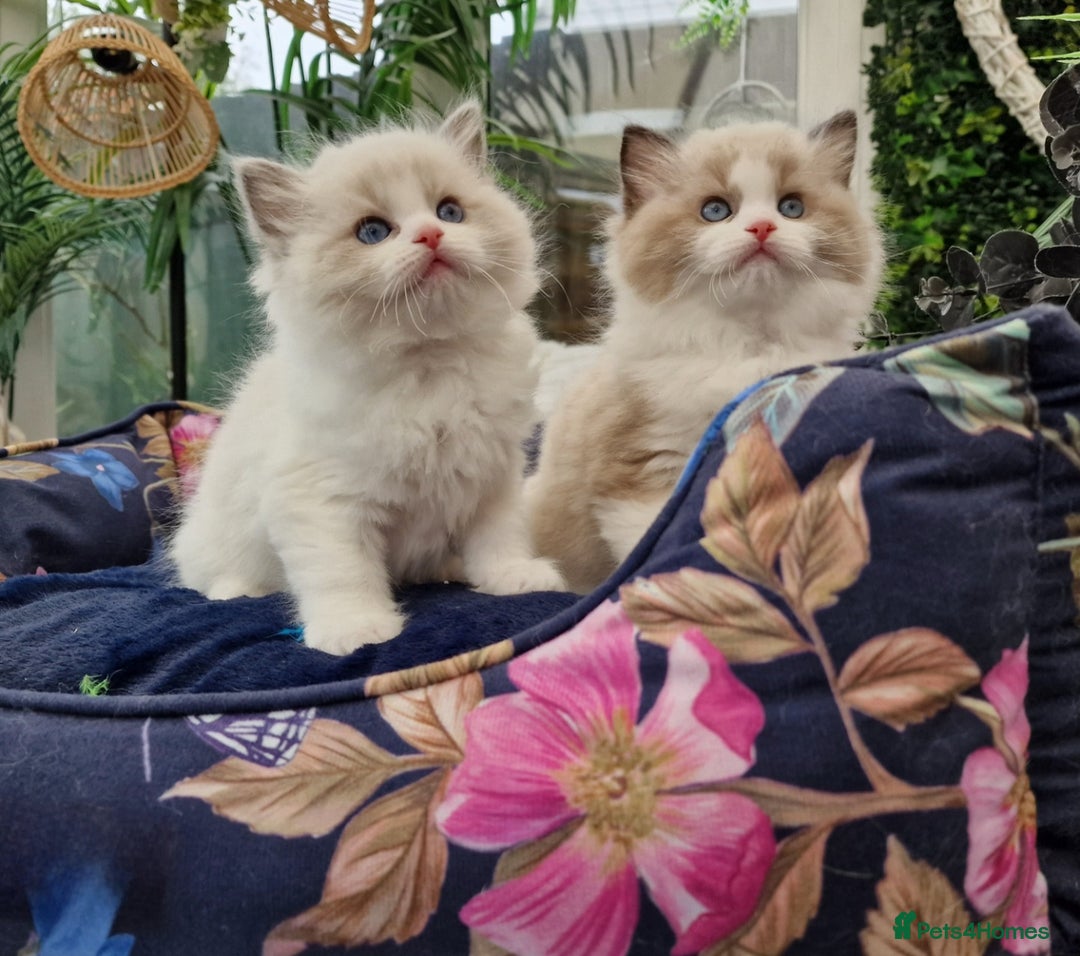 Ragdoll cats for sale: 🎀✨️Waiting list for lovely TICA🐱is open✨️🎀 in Slough - Image 4