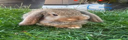 Mini Lop rabbits for sale: Mini Lop Rabbits For Sale  - Advert 19