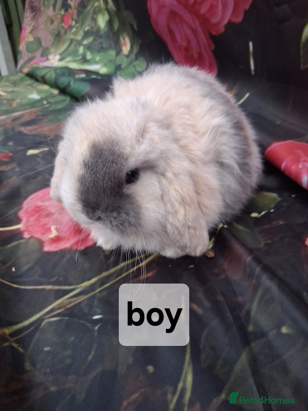 Mini Lop rabbits for sale: Mini lop rabbits  - Advert 5