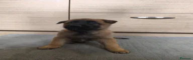 Belgian Shepherd Dog 4